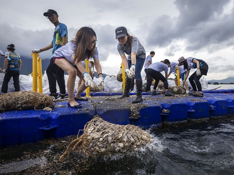 Members of TNC Hong Kong team deploying recycled oyster shells into the Tolo Harbour in June 2022. Photo: TNC.