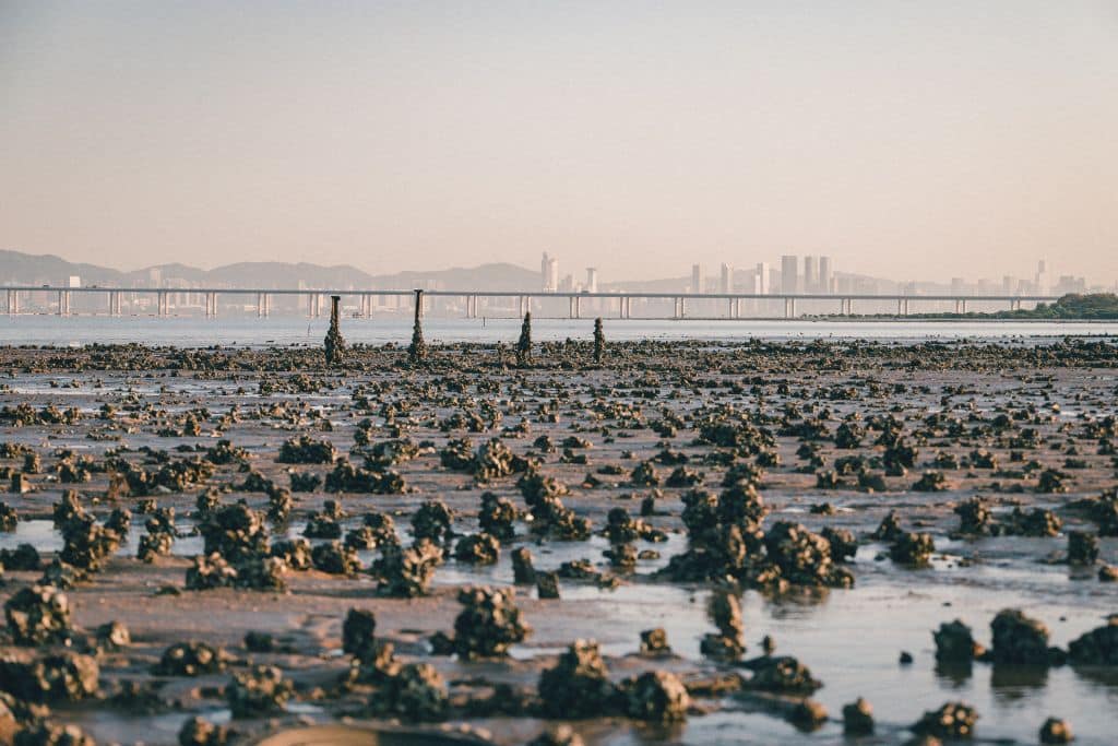 ‘The Oyster Odyssey’: A Journey to Restore Hong Kong’s Coastal Ecosystems 