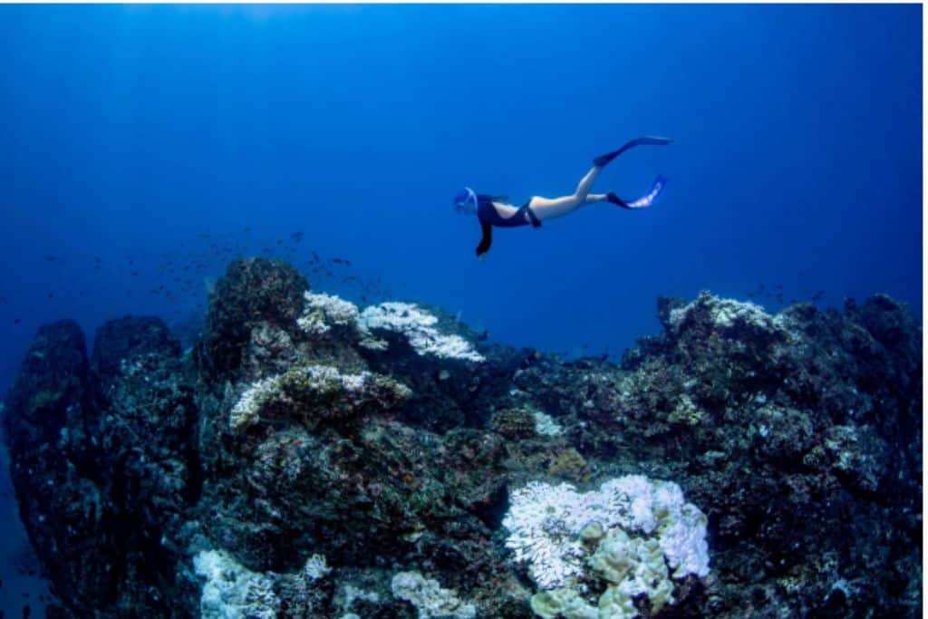 Reef Swim Highlights Importance Of Conservation – Chris Cruises