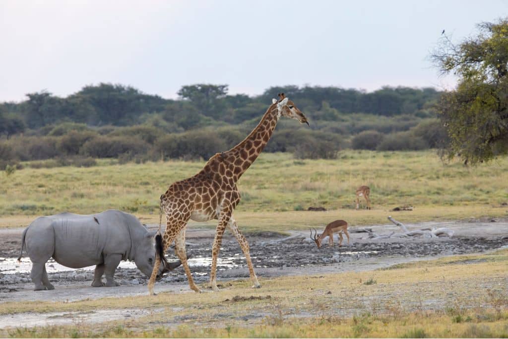 elephants and giraffes; megafauna