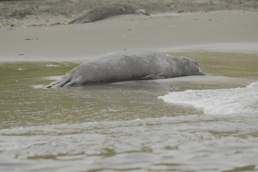 A dead seal on a beach in Gold Harbour, South Georgia, on November 17, 2023.