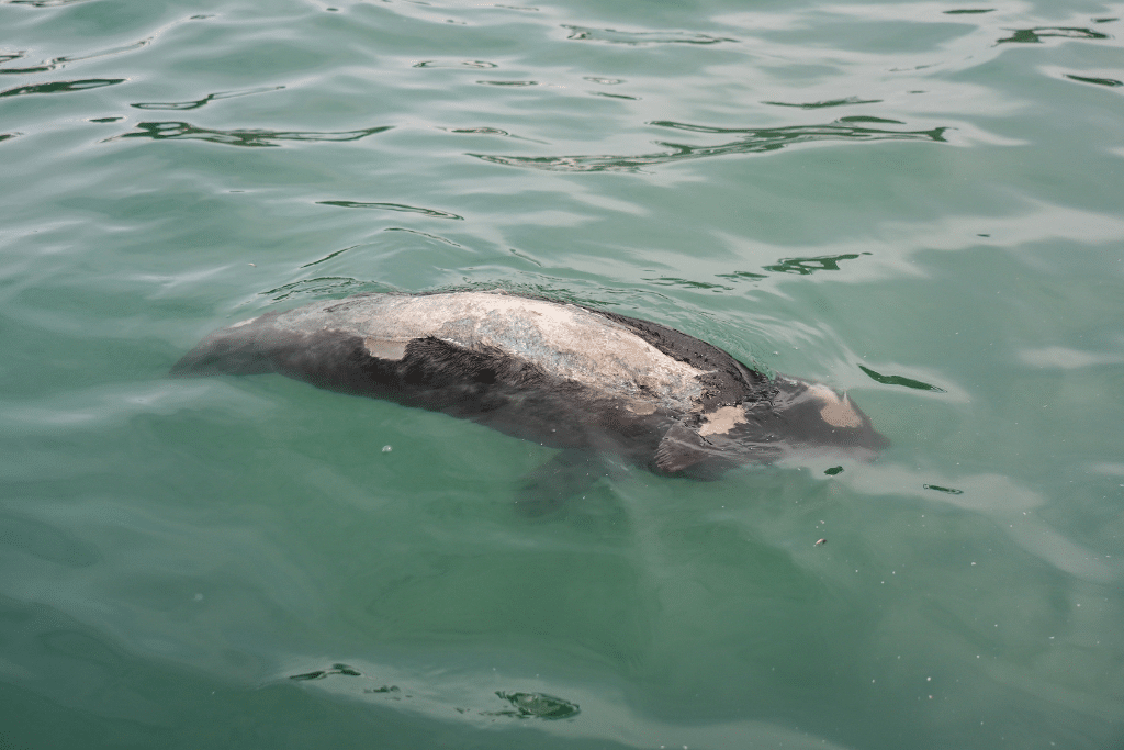 A seal carcass floating on Gold Harbour, South Georgia, on November 17, 2023.