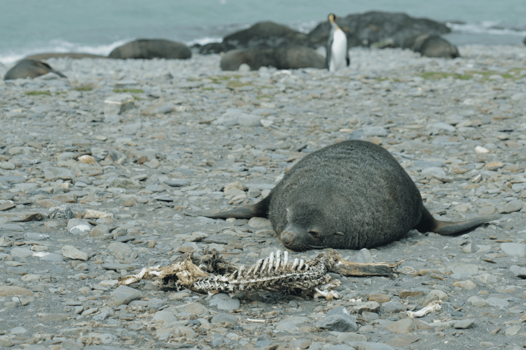 Dead seals on a beach in Gold Harbour, South Georgia, on November 17, 2023.
