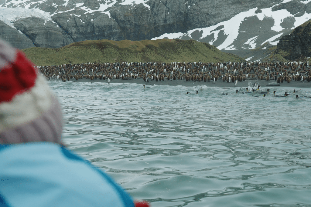 A tourist looking at a colony of King penguins in Gold Harbour, South Georgia, on November 16, 2023.