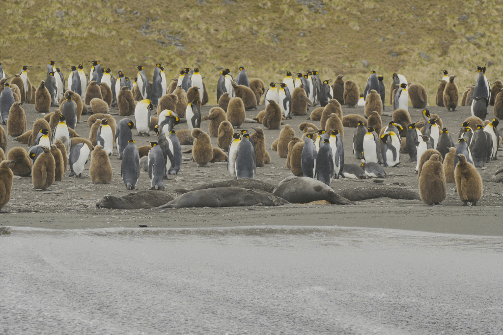 Seal carcasses lay amongst large groups of King Penguins on a beach in Gold Harbour, on November 17, 2023.