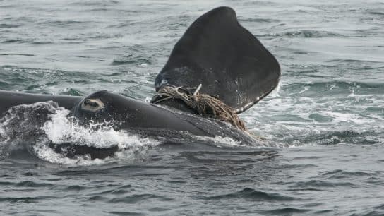 Endangered North Atlantic Right Whale Carcass Links Maine’s Lobster Fishery to Survival Threat