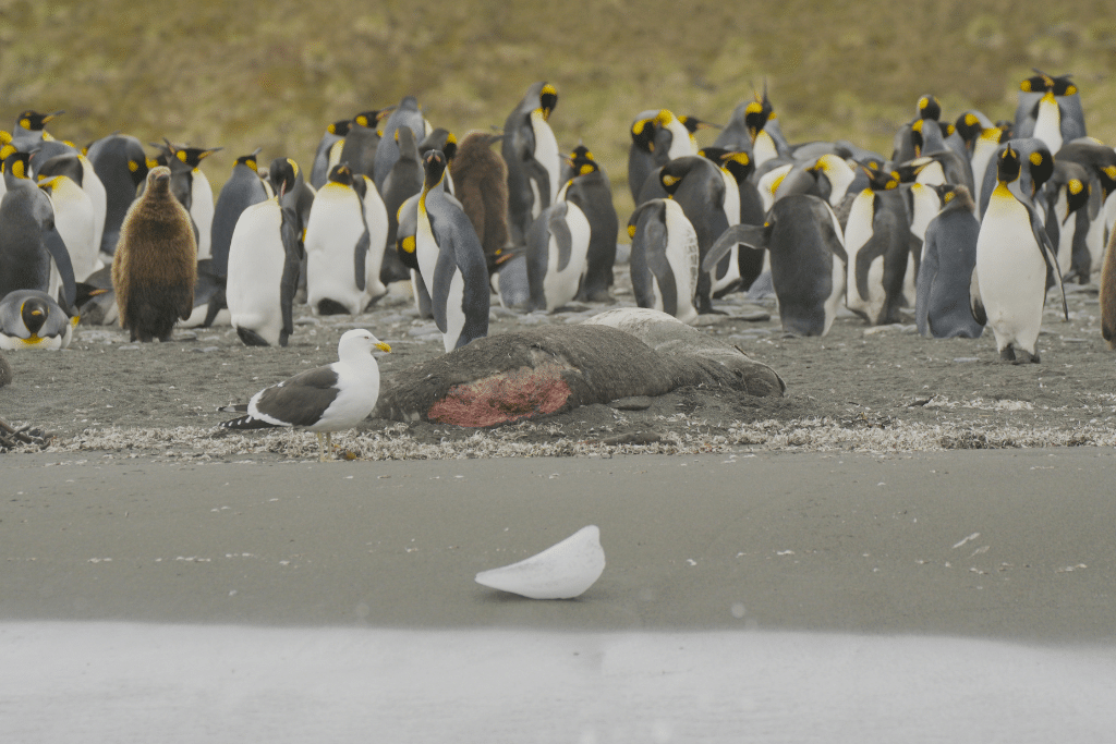 Seal carcasses lay amongst large groups of King Penguins on a beach in Gold Harbour, on November 17, 2023. Photo: Edwin Lee