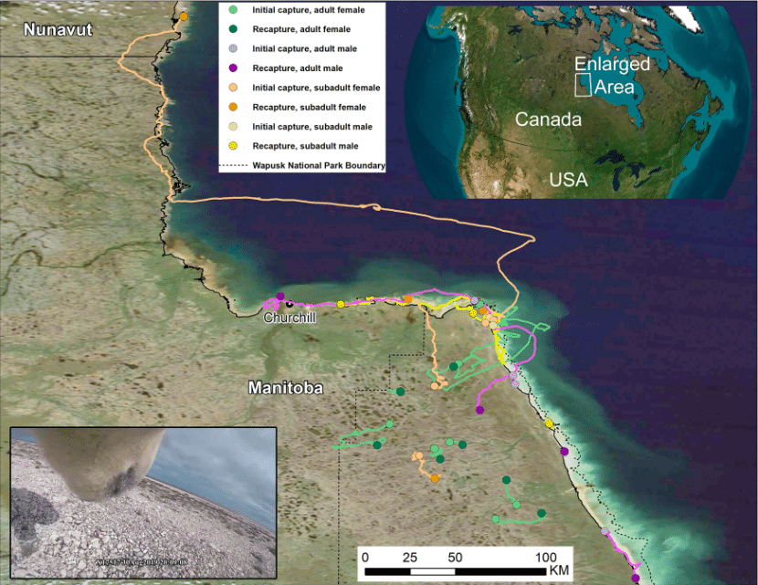 Map of polar bear movements derived from GPS-enabled video camera collars.