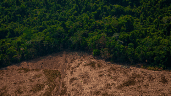 How Animal Agriculture Is Accelerating Global Deforestation