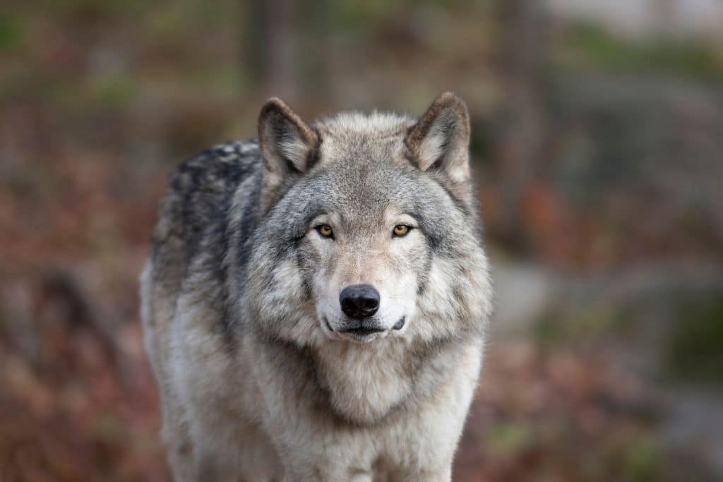 Petition to Stop Wolf Carnage in the US Northern Rockies Denied as Conservation Groups Call for Protection