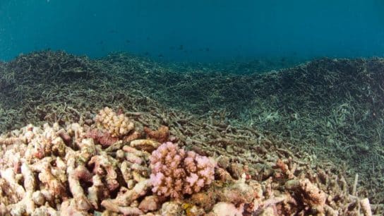 Global Coral Reef Monitor Adds New Heat Stress Alerts Amid Rise in Climate Change-Driven Mass Bleaching Events