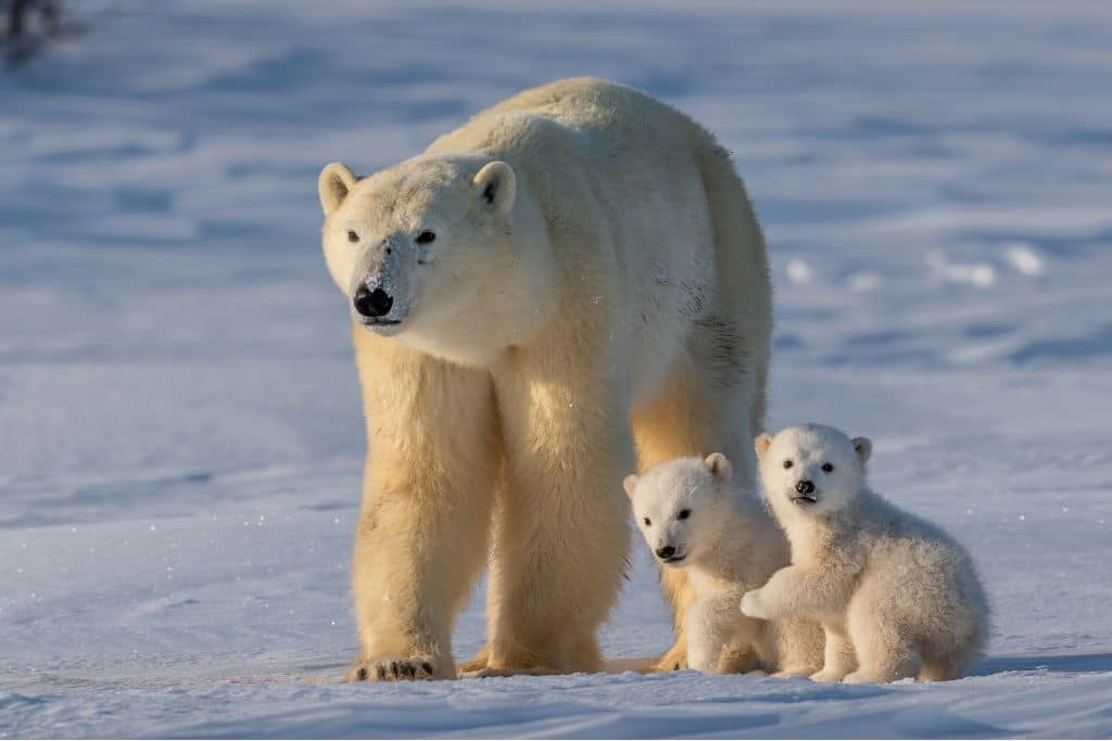 Arctic Giants in Peril: The Polar Bear’s Fight Against Climate Change
