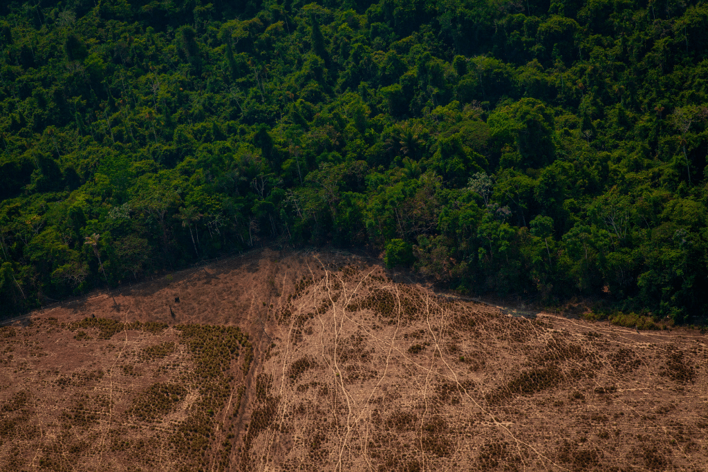 Deforestation - Survival International