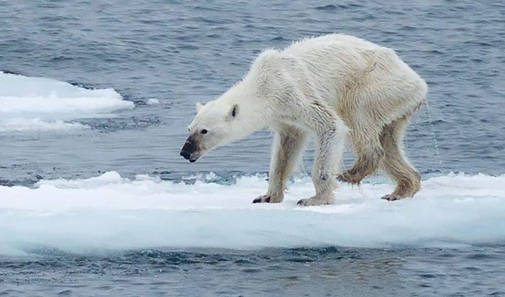 Polar Bears at Risk of Starvation as Arctic Ice Sheets Melt, Scientists Warn