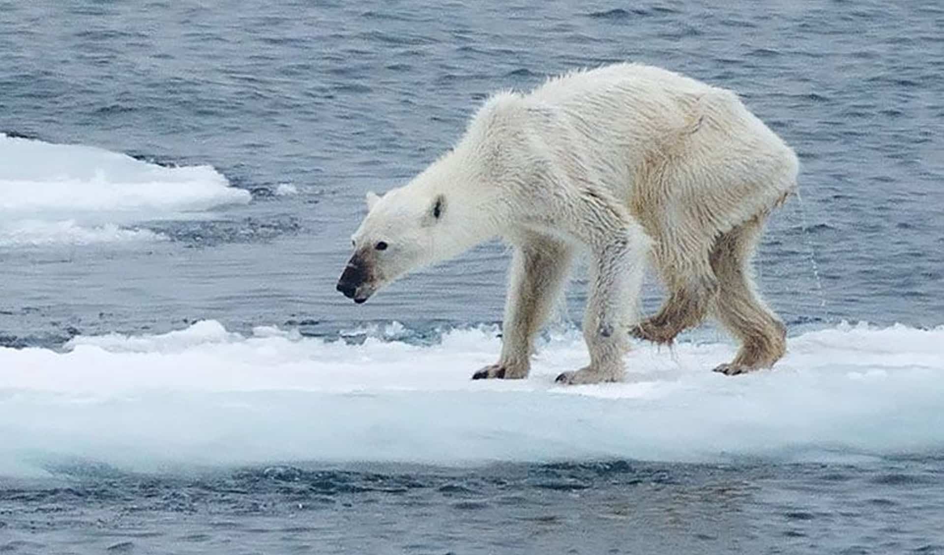 Polar Bears Risk Starvation as Arctic Ice Sheets Melt
