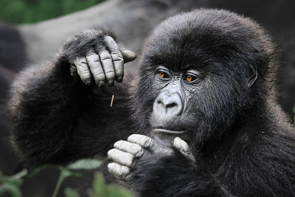 Mountain gorilla communicating to another family member