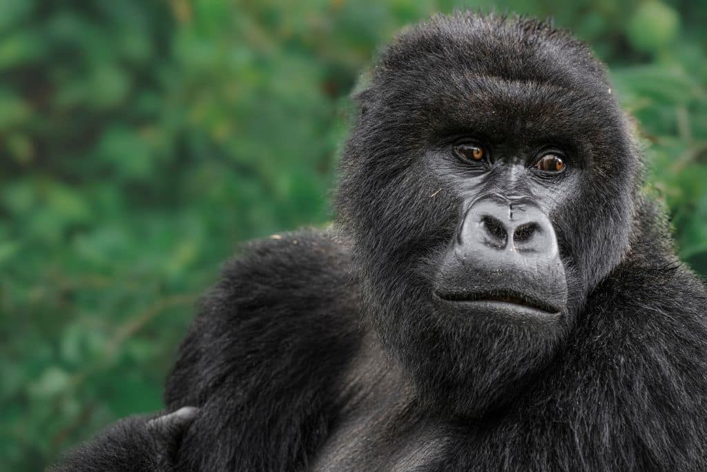 Mountain gorilla silverback expressing his dominance