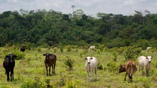 Investigation: Hong Kong’s Role in Illegal Deforestation of the Amazon Rainforest in Brazil