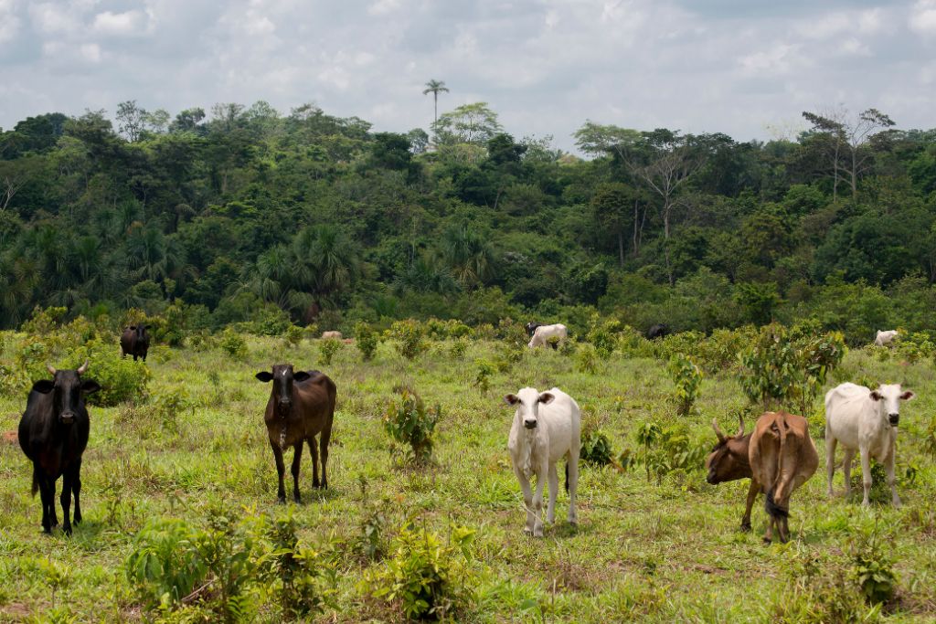 Cattle graze in the Amazon rainforest