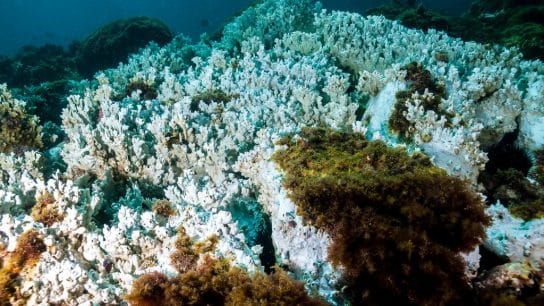 Record Ocean Temperatures Push Coral Reefs to Brink of Fourth Mass Bleaching Event