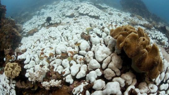 Australia Confirms ‘Widespread’ Bleaching Event Across Great Barrier Reef, Blames Rising Ocean Temperatures