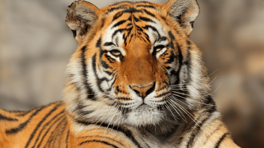 The Tiger: Endangered Species Spotlight