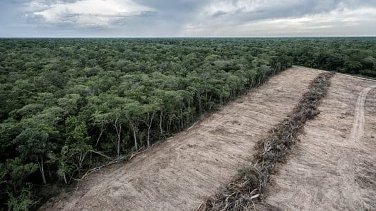 Controversial EU Anti-Deforestation Law to Go Ahead as Scheduled, Environment Chief Says