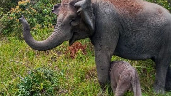 Sumatran Elephant Birth Marks Progress in Indonesia’s Conservation Efforts