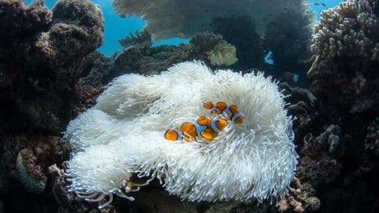 Scientists Confirm Fourth Global Coral Bleaching Event Across 53 Countries