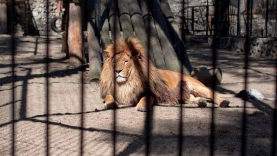 New Report Reveals Myriad Problems with Big Cats in Captivity, Calls for a Phase-Out of Breeding and Keeping Big Cats at Zoos 