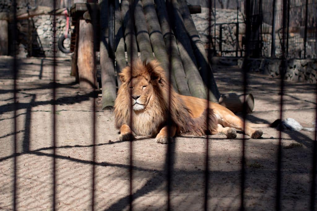 A lion behind a cage in a zoo; animal captivity