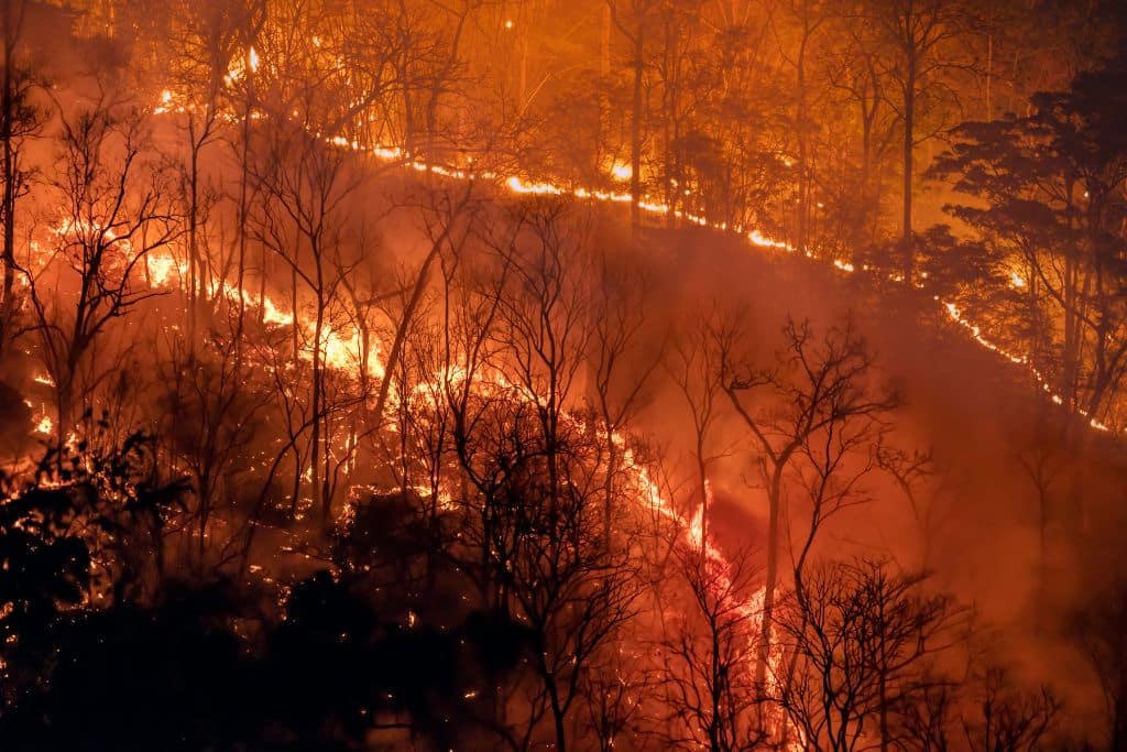 wildfire burning through a forest