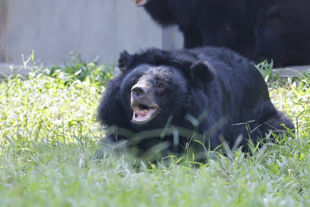 endangered Moon Bear Dawn saved by Animal Asia