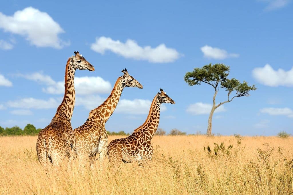 World Giraffe Day 2024: Honoring Africa’s Tallest Giants | Earth.Org